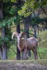 A wild Rocky Mountain Bighorn sheep ram stares onward. Art Print